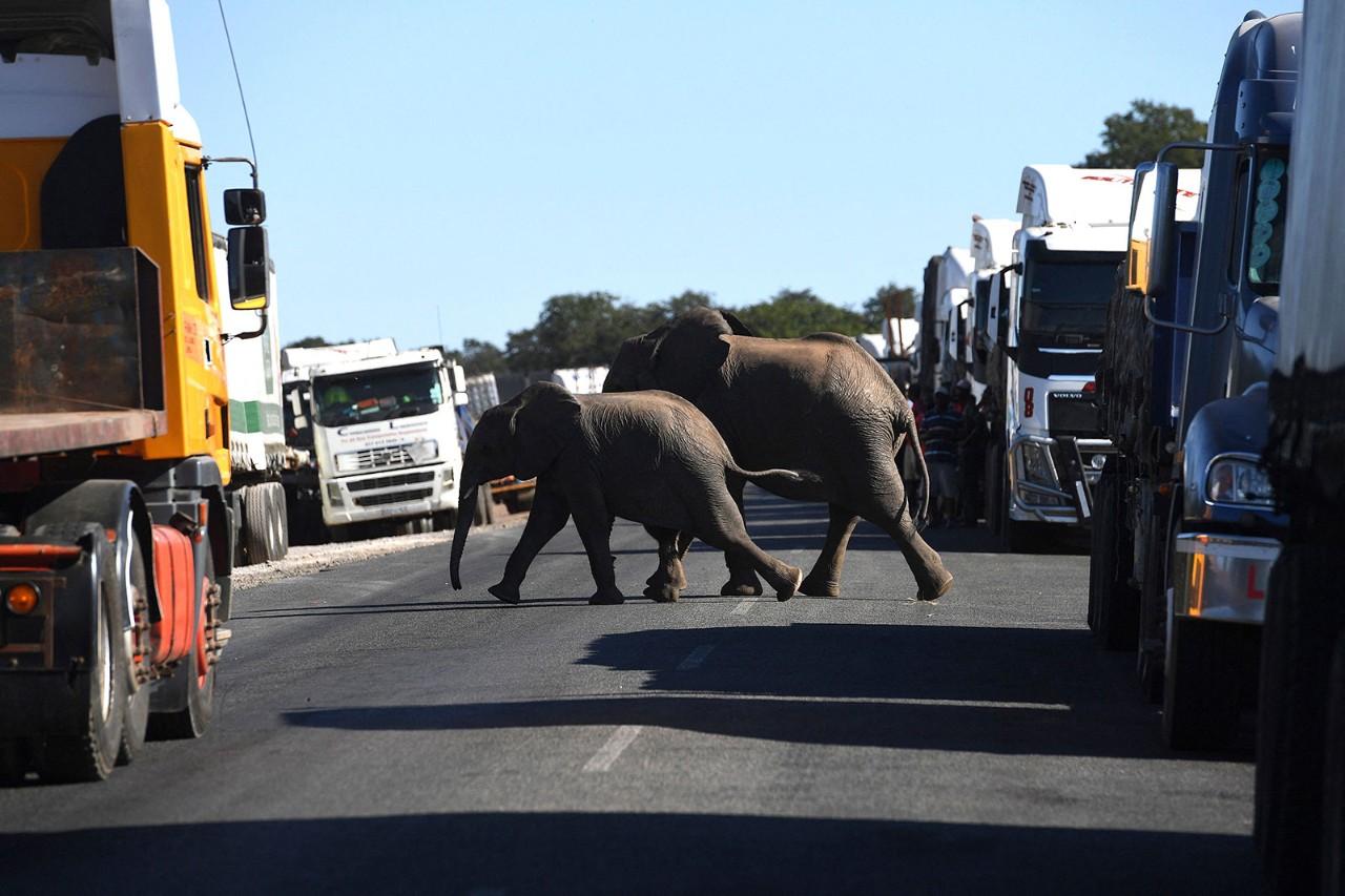 Trucks (and elephants) wait to cross the bridge linking Botswana and Zambia. An internationally backed scheme aims to boost cross-border trade for the continent's SMEs